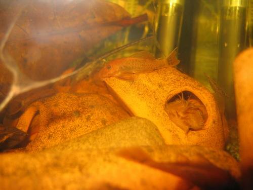 welse superrot ancistrus