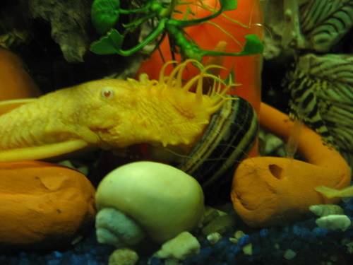 wels albino ancistrus zuchtgruppe