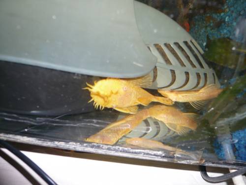 sch�ne l welse gelb