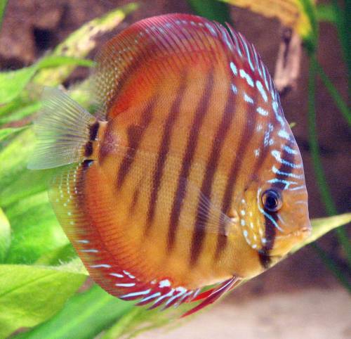  braune diskus maues acu f alenquer