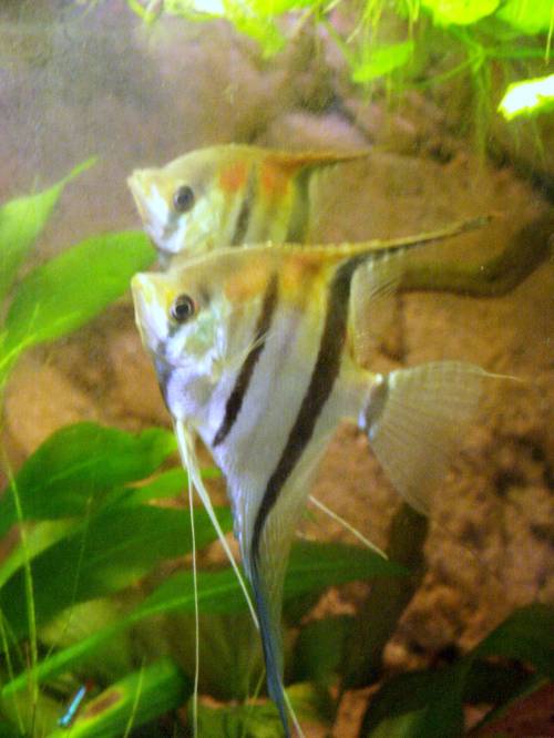 manacapuru rotr�cken f