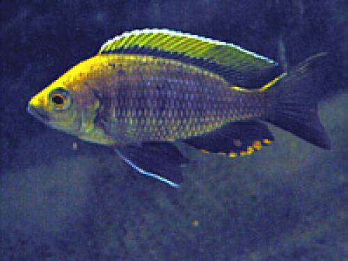 copadichromis yellow crest