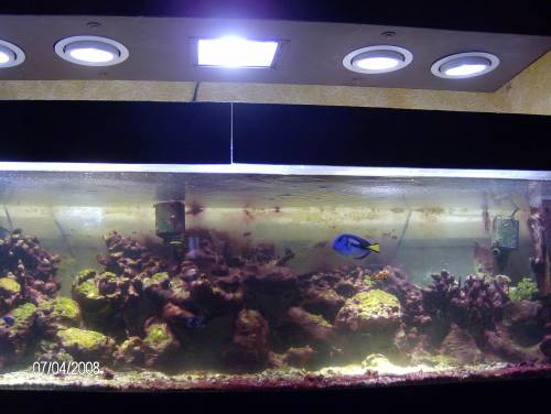 komplett eingerichtetes seewasseraquarium l