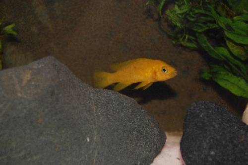  tiere neolamprologus leleupi tanganjika goldcichlide