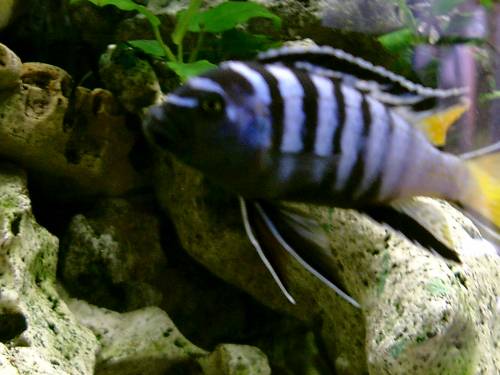 pseudotropheus sp elongatus mpanga