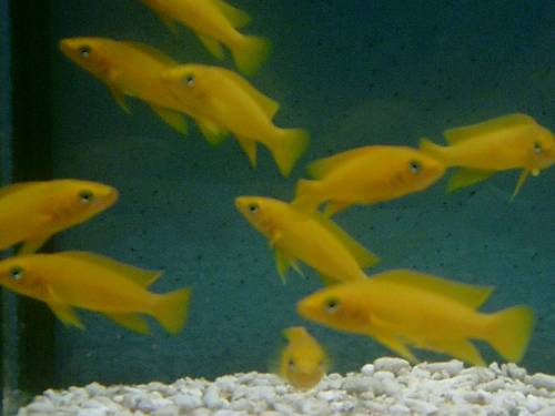 neolamprologus leleupi