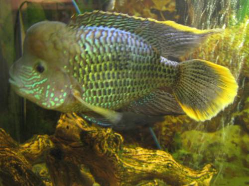 aequidens rivulatus goldsaumbuntbarsch