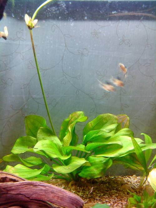  x corydoras panda brauner ancistrus