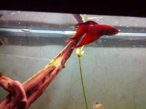 sch�ner roter kampffisch abzugeben