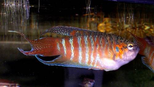 macropodus opercularis