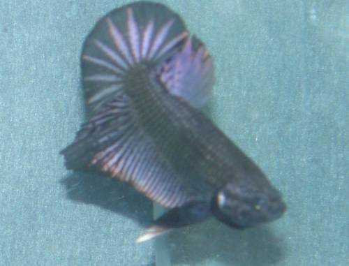 biete betta splendens hmpk in gadenstedt