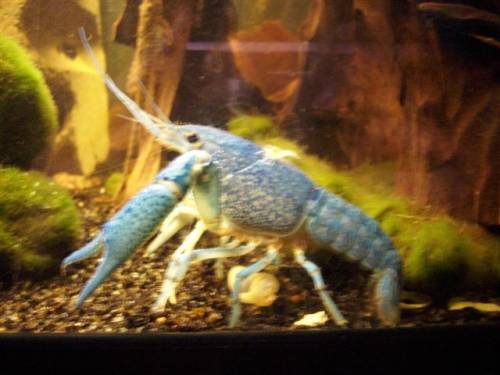 proc alleni nachwuchs