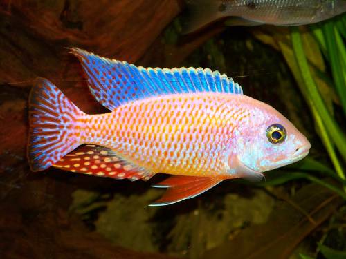 junge malawi barsche