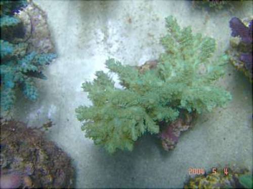 farbige steinkorallenableger