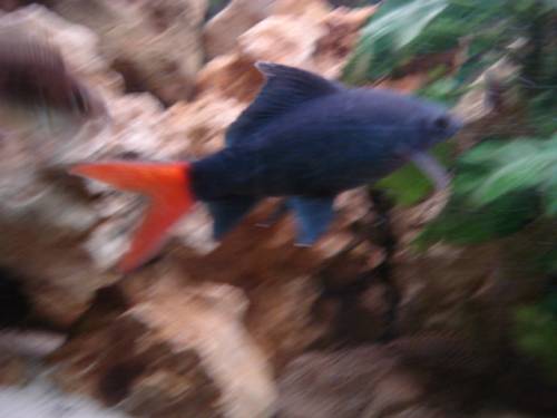 feuerschwanz abzugeben