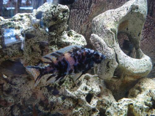 malawiseebuntbarsche abzugeben