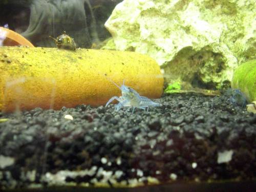 proc alleni blauer floridahummer abzugeben