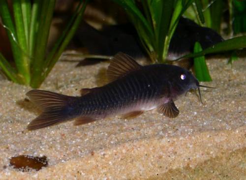 corydoras aeneus black