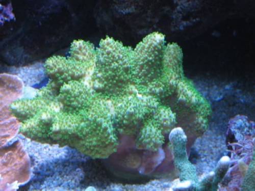 acropora humilis ein traumtier