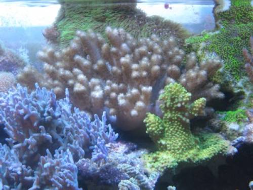 sinularia notanda abzugeben