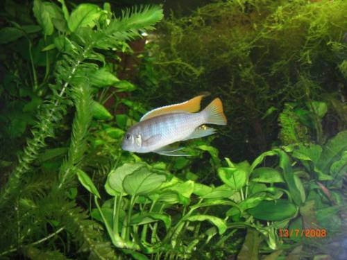 malawi pseudotropheus greshakai ice blue mbuna