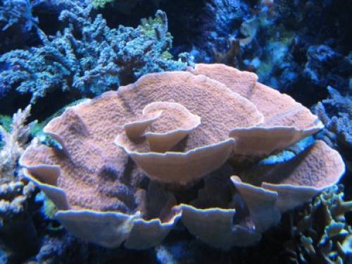 montipora hodgsoni leuchtend rot