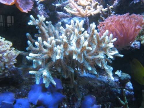 seritopora calendrium metallic gr�n