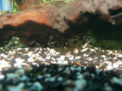 junge antennenwelse aus eigener zucht