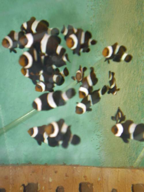 clownfische a percula und ocellaris black nachzucht