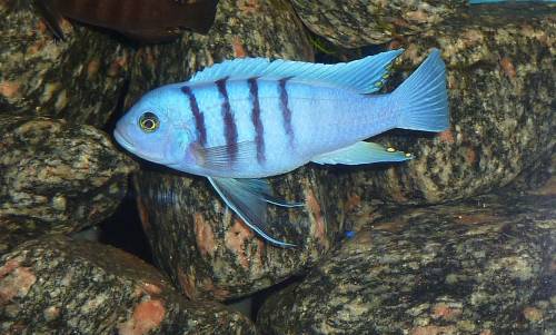 cynotilapia afra white top hara galileya reef 
