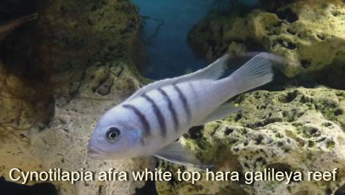 cynotilapia afra white top hara galileya reef 