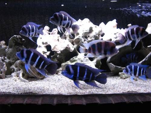 cyphotilapia frontosa blue zaire