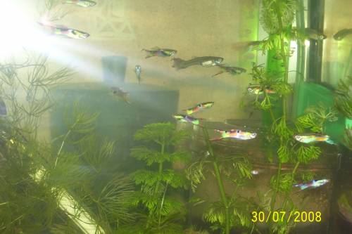 endler guppy und mischlinge