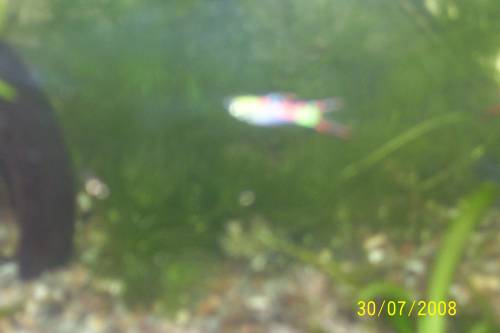 endler guppy und mischlinge