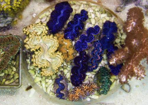 schne blaue mrdermuscheln stck garnelen lps sps