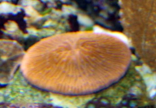 fungia orange bis sonderpreise