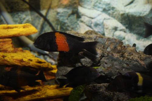 tropheus bemba abzugeben