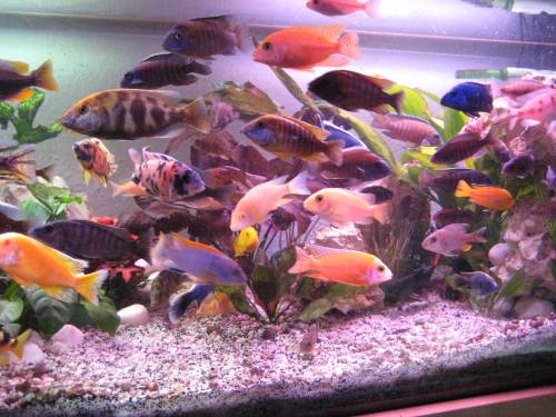 suche abnehmer f�r mbunas