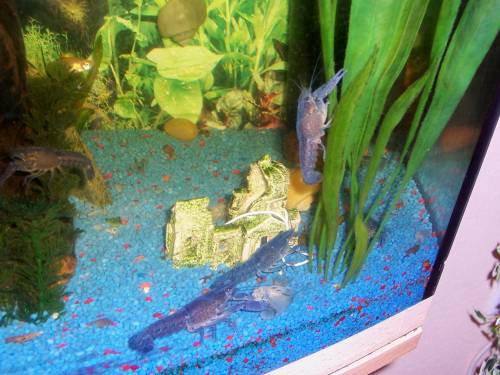 blauer florida hummer krebs procambarus allenii