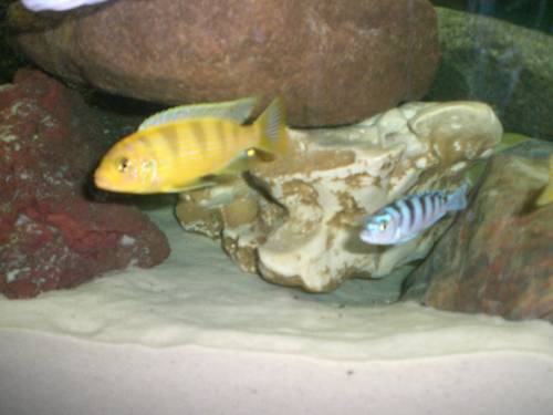 malawi barsche aus hobbyzucht