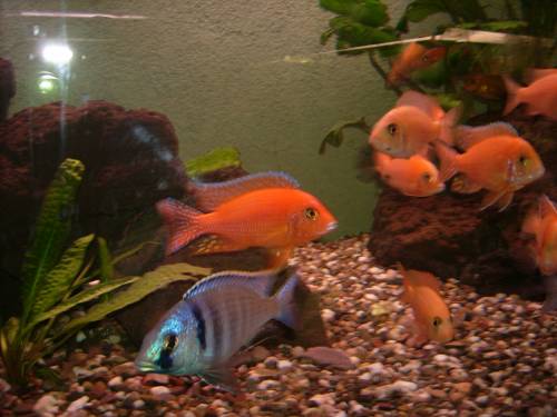 barsche aulonocara malawisee