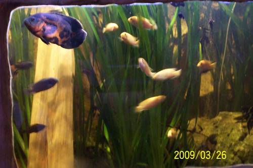 gattung labeotropheus