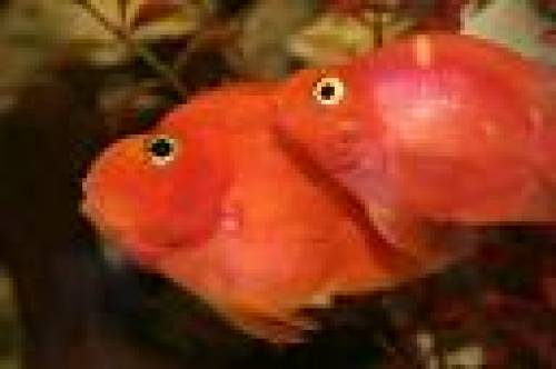 papageifisch orange