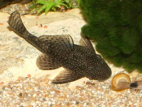 antennenwelse in h�lle und f�lle