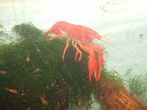 procambarus clarkii sumpfkrebs