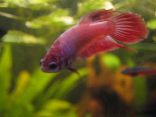 kampffisch betta splendens