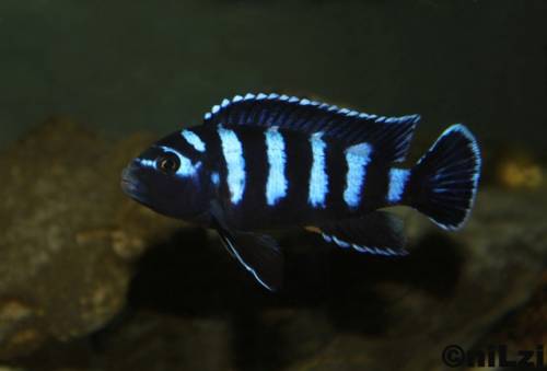 schn�ppchen verschiedene buntbarsche