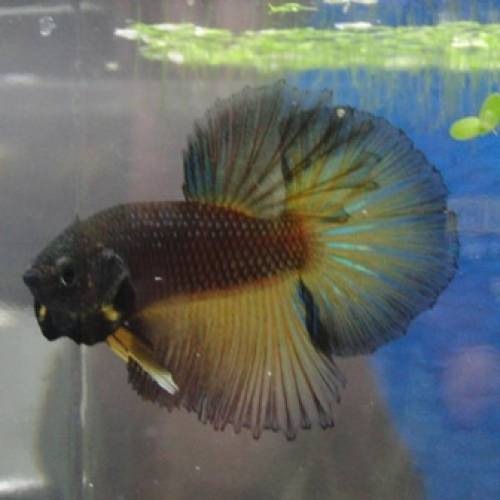 betta spendens hm blau gelb paar f nachzucht aus thailand
