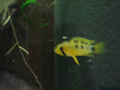 apistogramma pebas