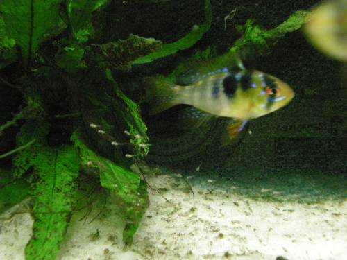 microgeophagus ramirezi